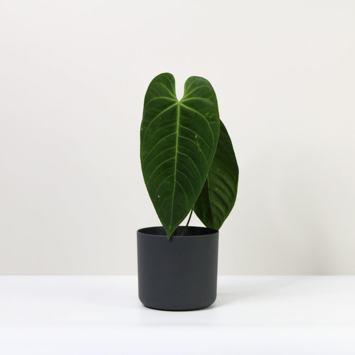 Anthurium Queremalense Foliage Dreams