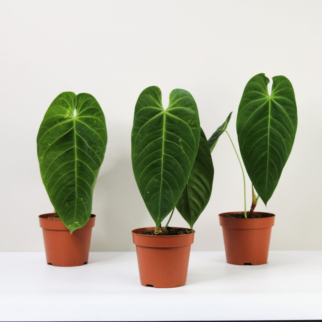 Anthurium Queremalense Foliage Dreams