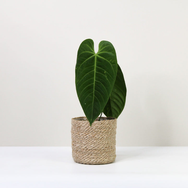 Anthurium Queremalense Foliage Dreams