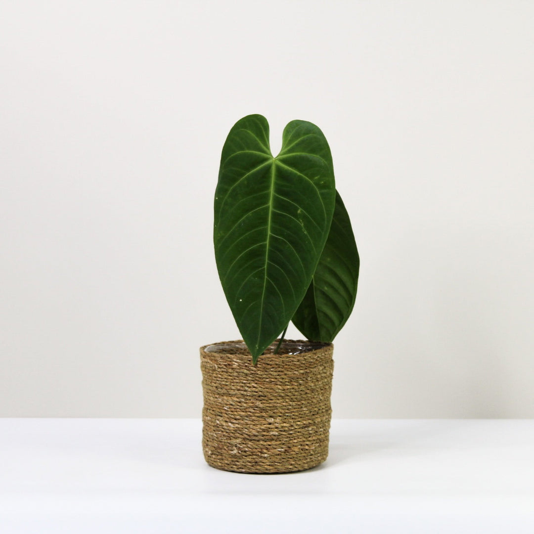 Anthurium Queremalense Foliage Dreams
