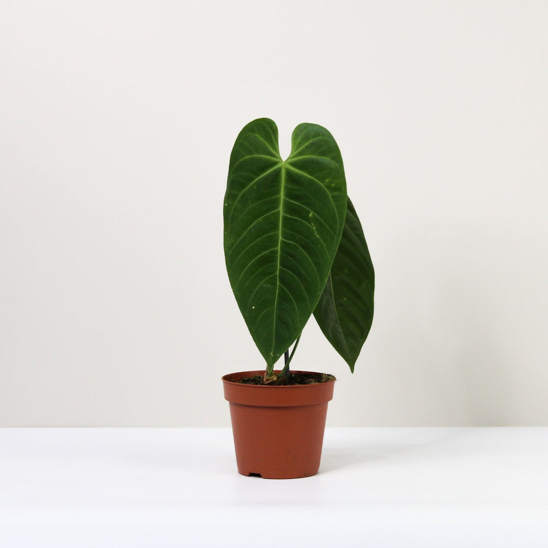 Anthurium Queremalense L / ohne Übertopf Foliage Dreams