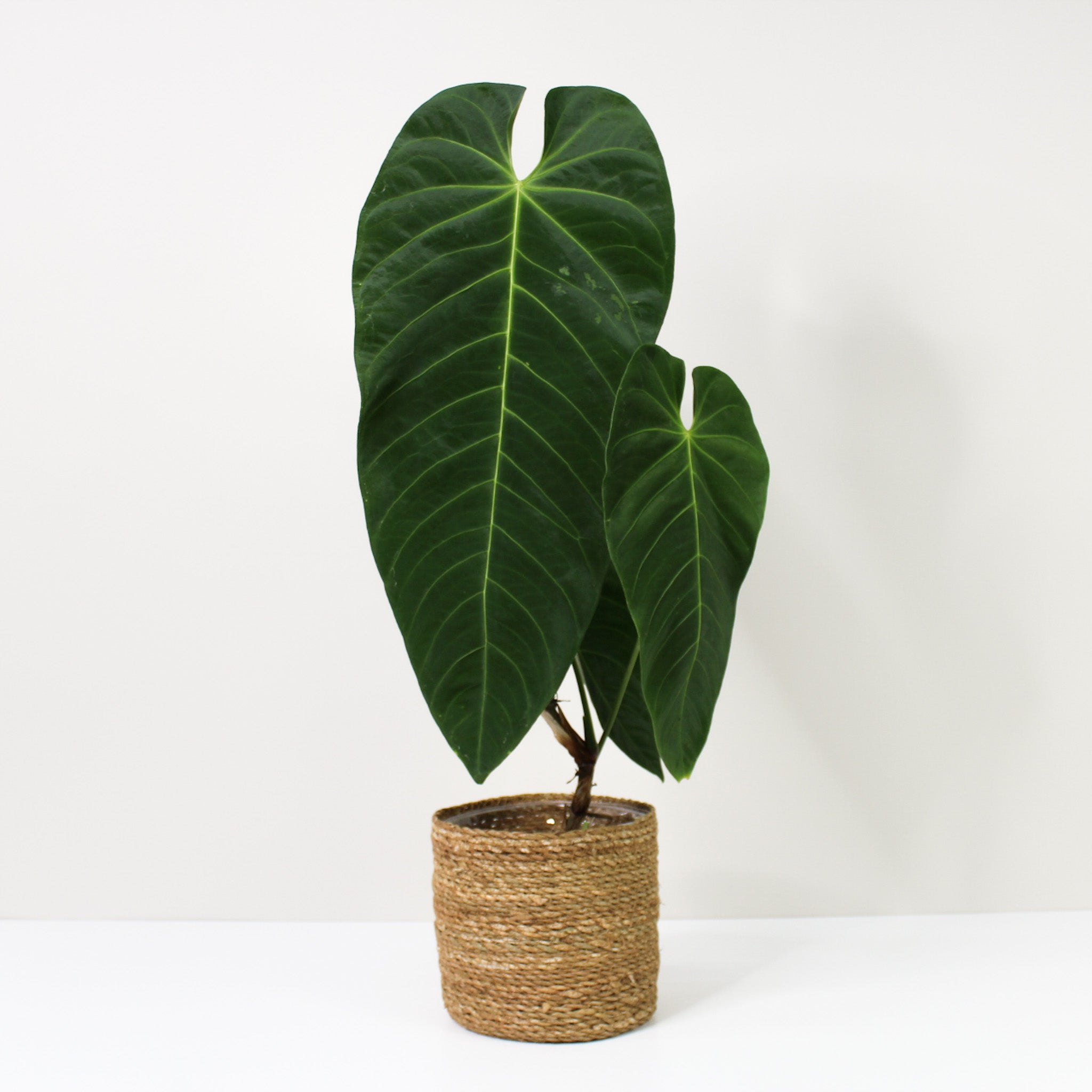 Anthurium Queremalense – Foliage Dreams