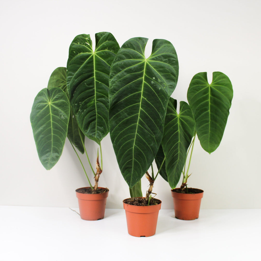 Anthurium Queremalense XL Foliage Dreams