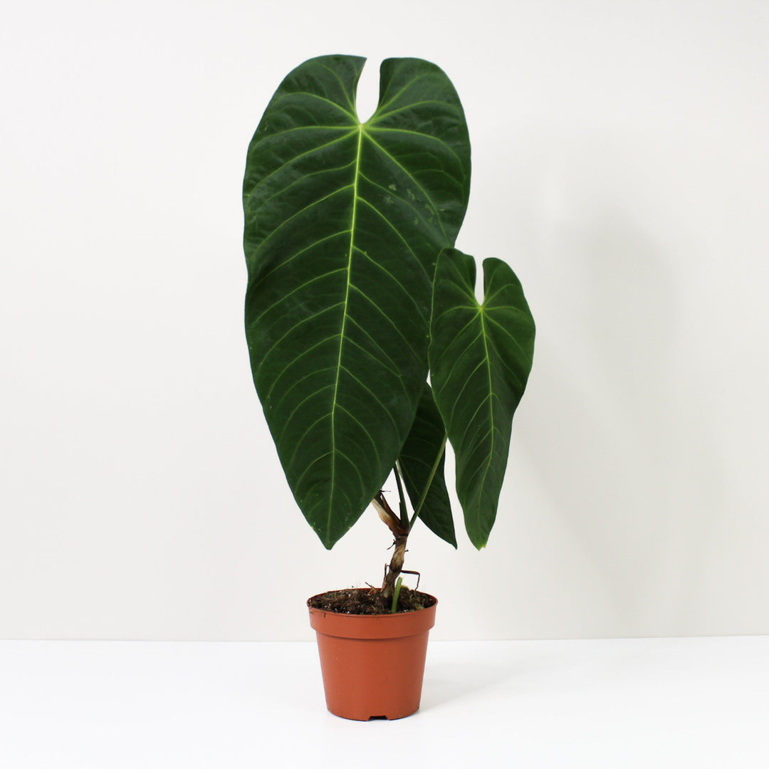 Anthurium Queremalense XL / ohne Übertopf Foliage Dreams