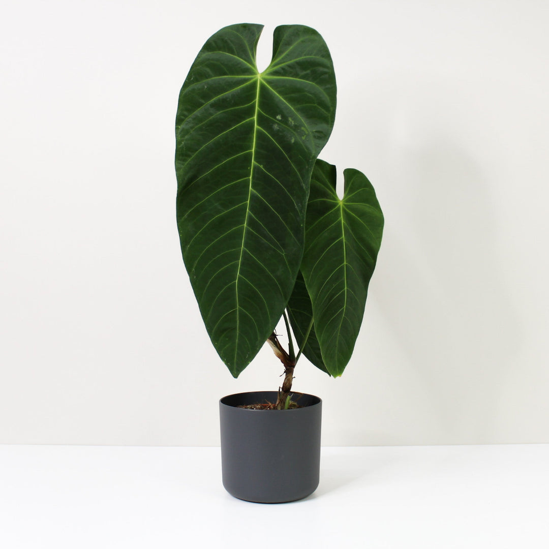 Anthurium Queremalense XL / Topf anthrazit Foliage Dreams