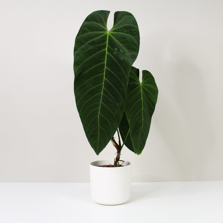 Anthurium Queremalense XL / Topf weiß Foliage Dreams