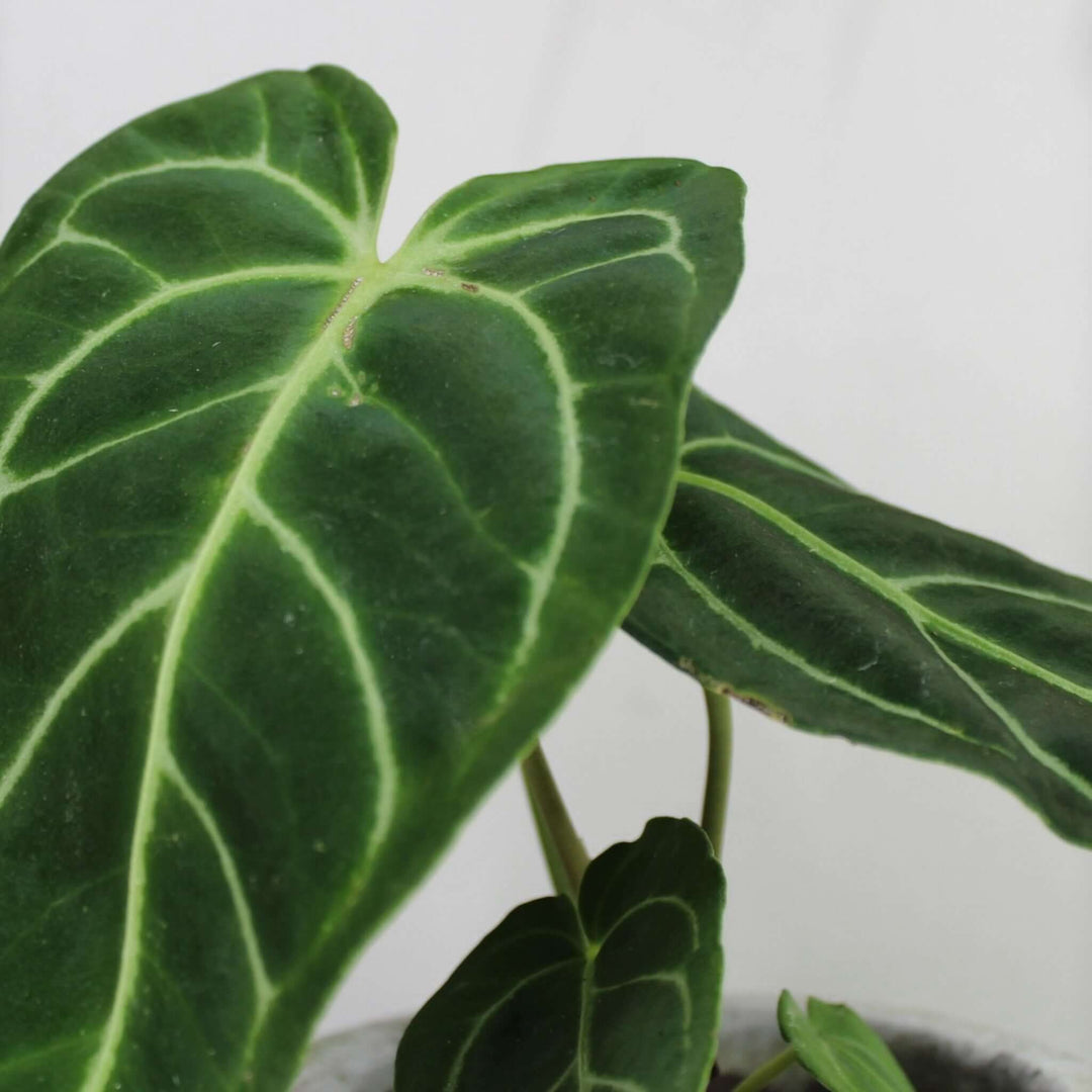 Anthurium Regale Foliage Dreams
