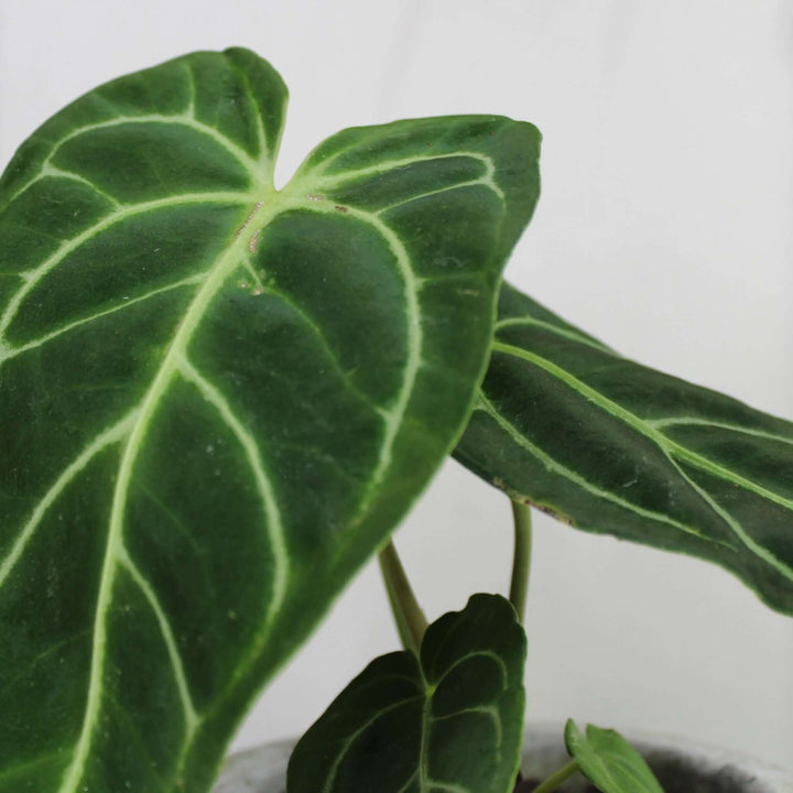 Anthurium Regale Foliage Dreams