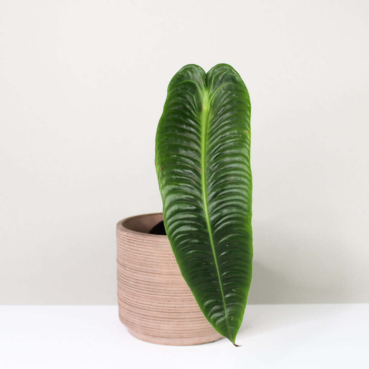 Anthurium Veitchii Narrow Foliage Dreams