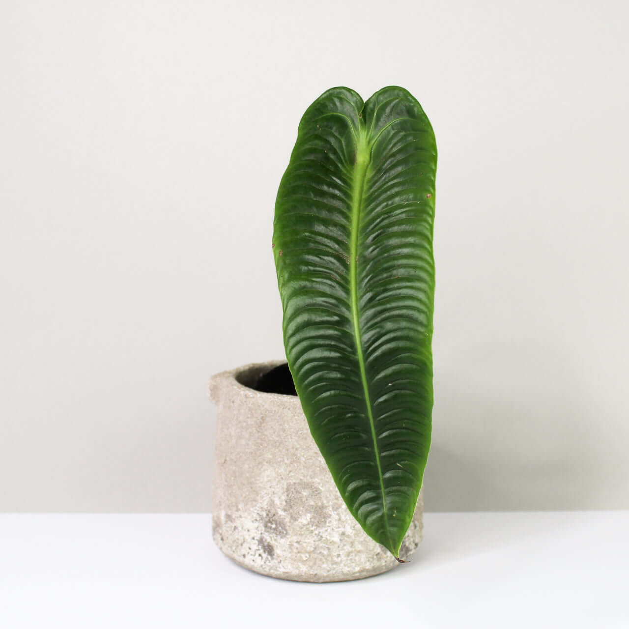 Anthurium Veitchii Narrow – Foliage Dreams