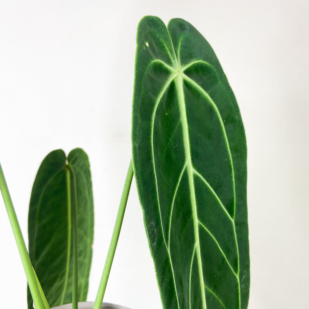 Anthurium Warocqueanum Foliage Dreams