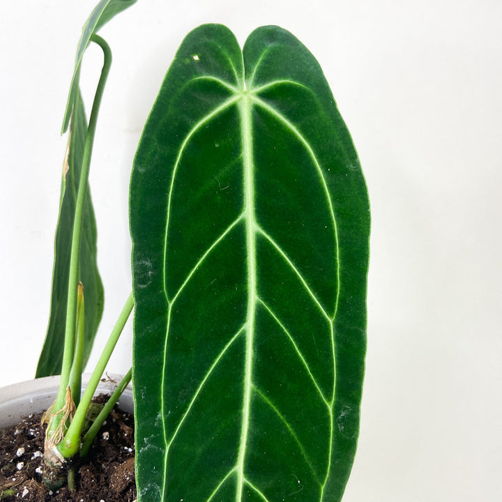 Anthurium Warocqueanum Foliage Dreams