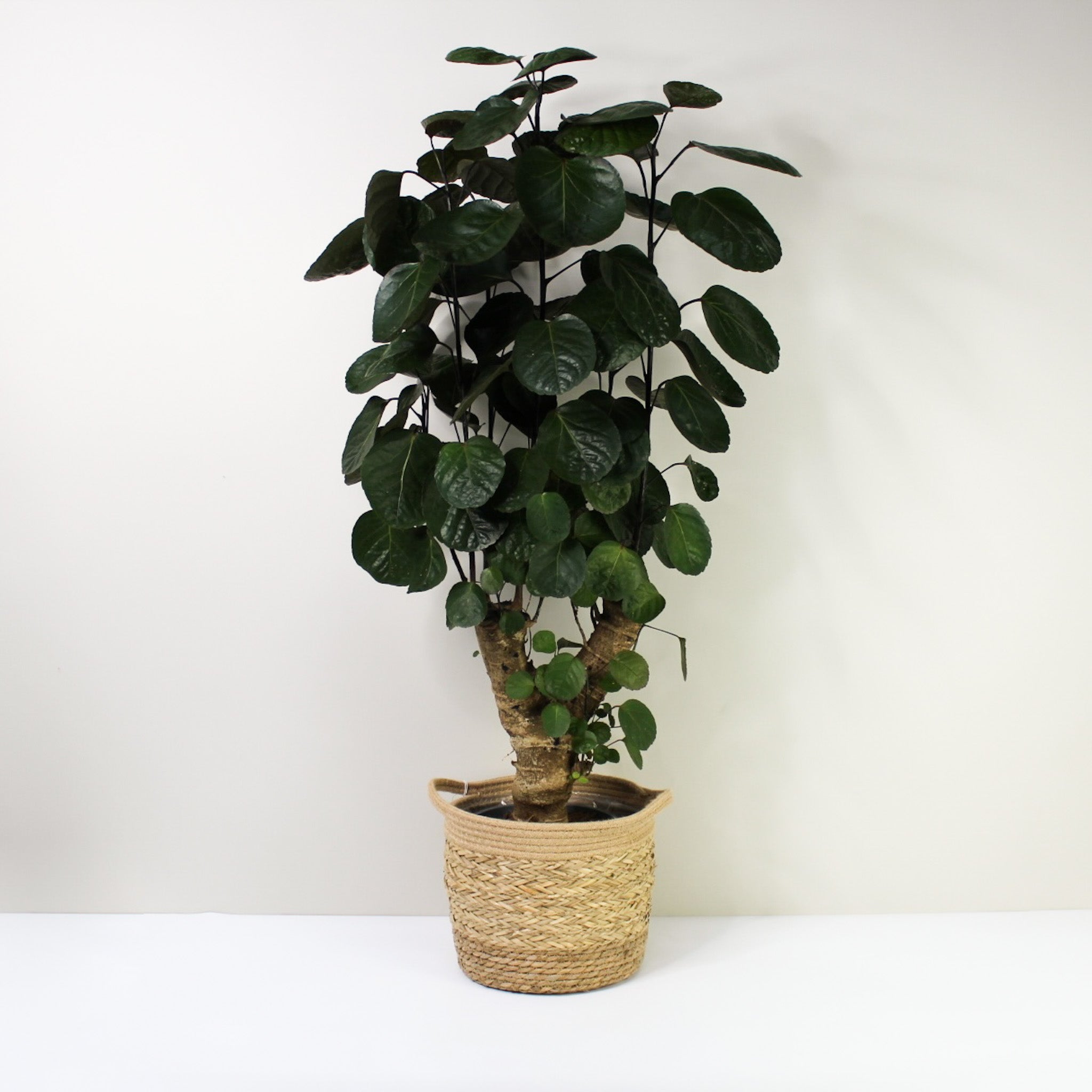 zimmerpflanze polyscias Polyscias Fabian – Foliage Dreams