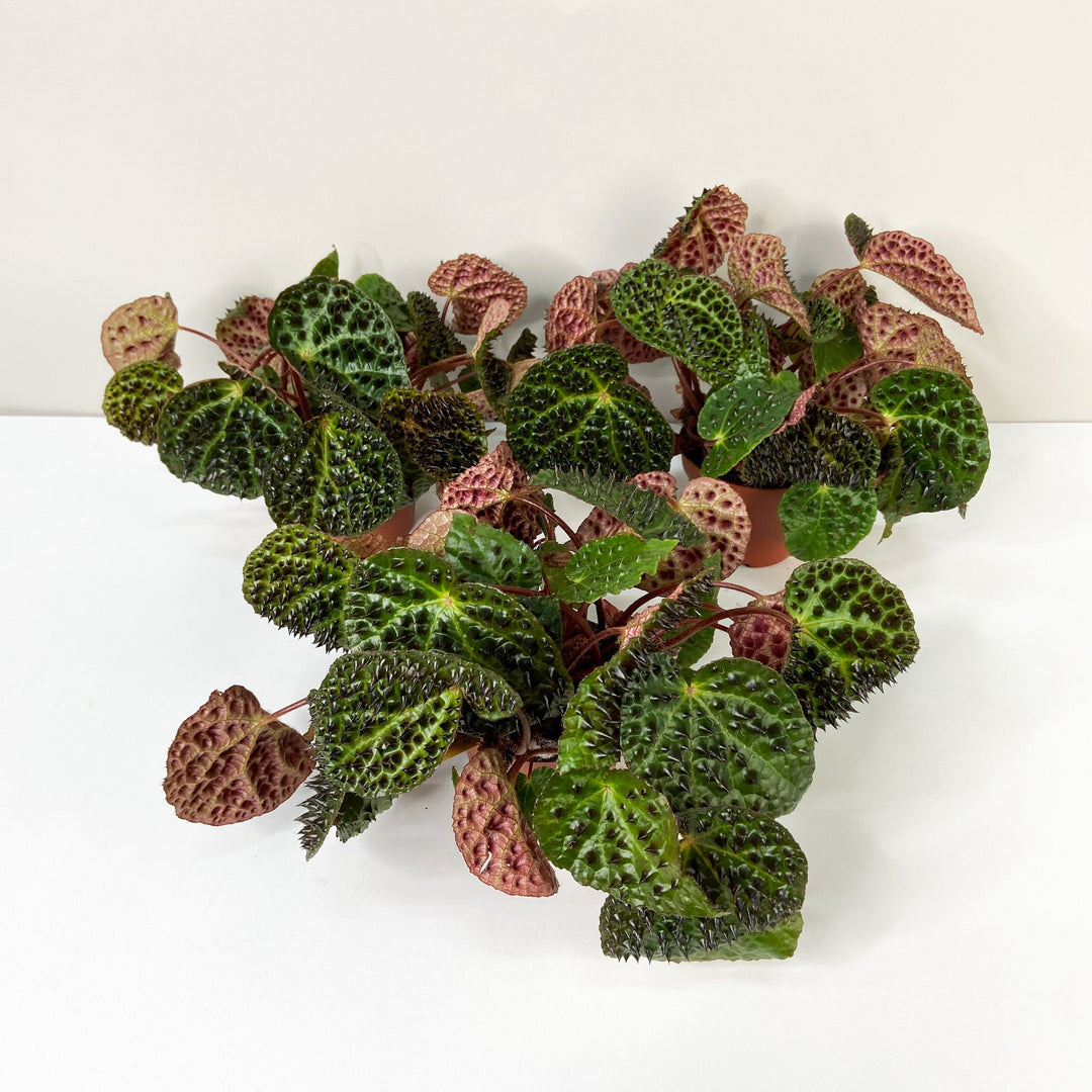 Begonia Ferox Foliage Dreams