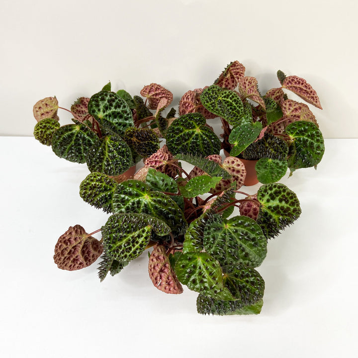 Begonia Ferox Foliage Dreams