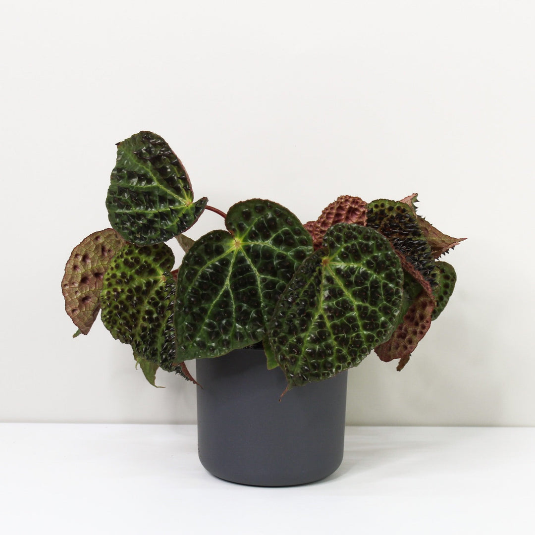 Begonia Ferox Foliage Dreams