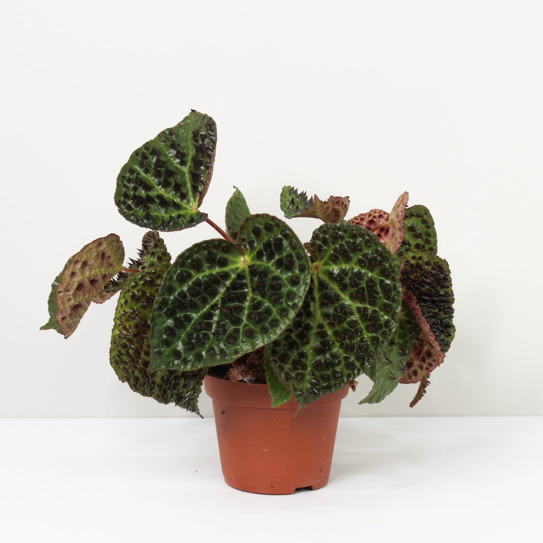 Begonia Ferox Foliage Dreams