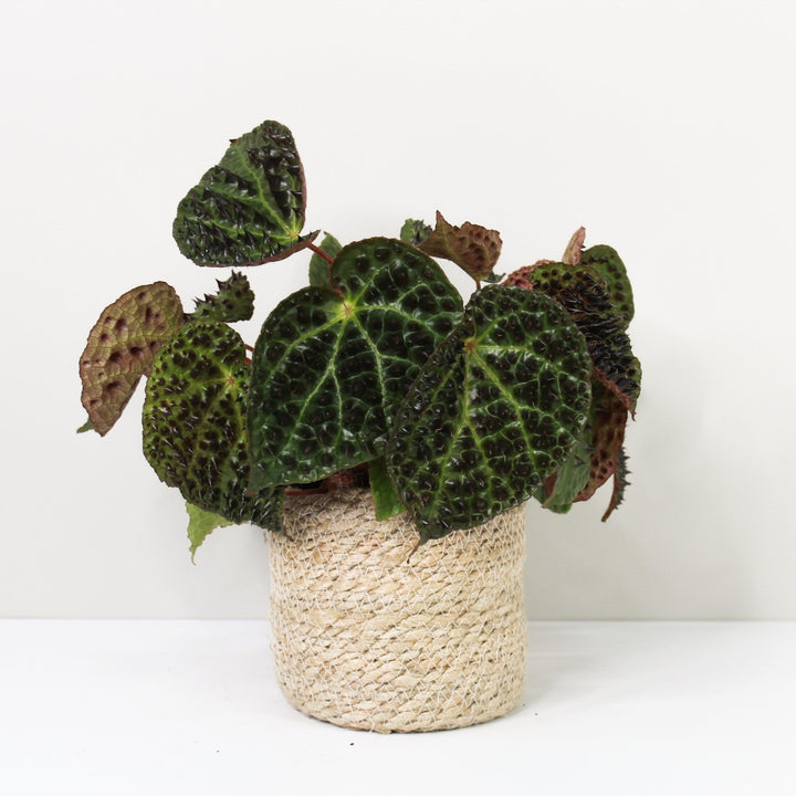 Begonia Ferox Foliage Dreams