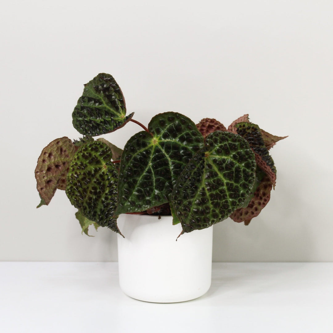 Begonia Ferox Foliage Dreams