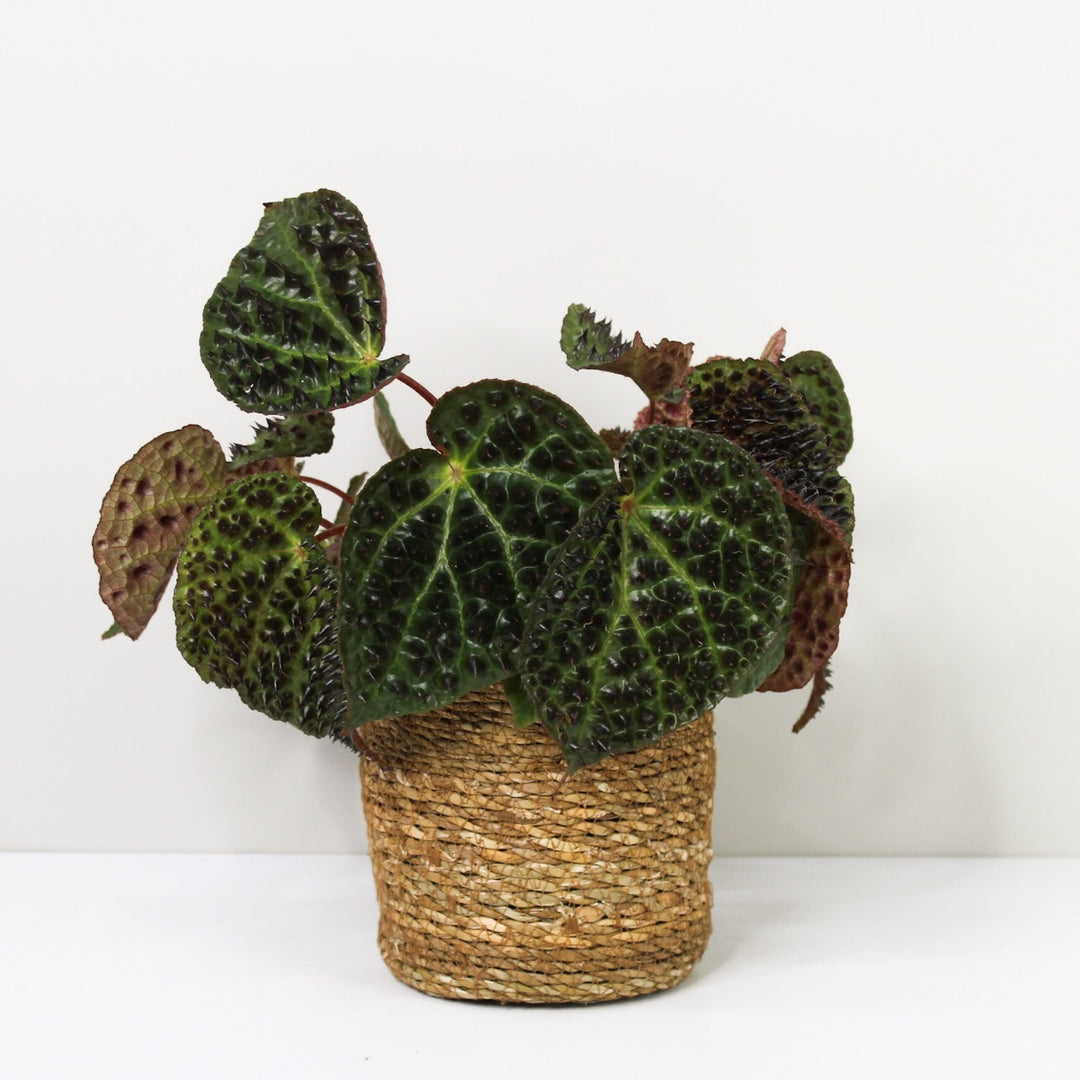 Begonia Ferox Foliage Dreams