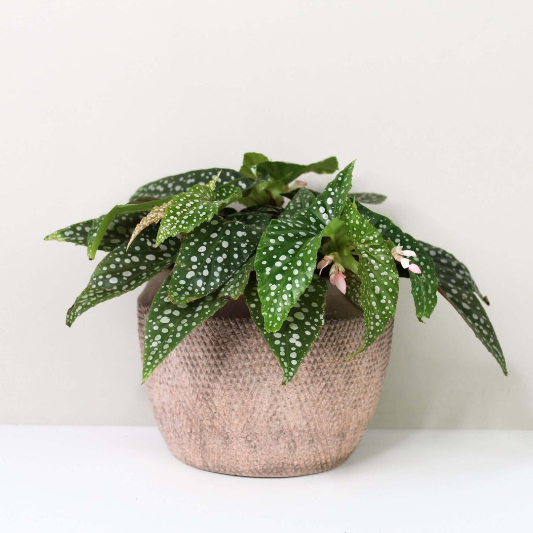 Begonia white ice (cane hotspot) Foliage Dreams