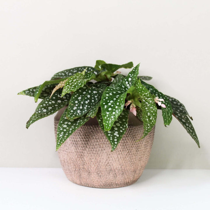 Begonia white ice (cane hotspot) Foliage Dreams