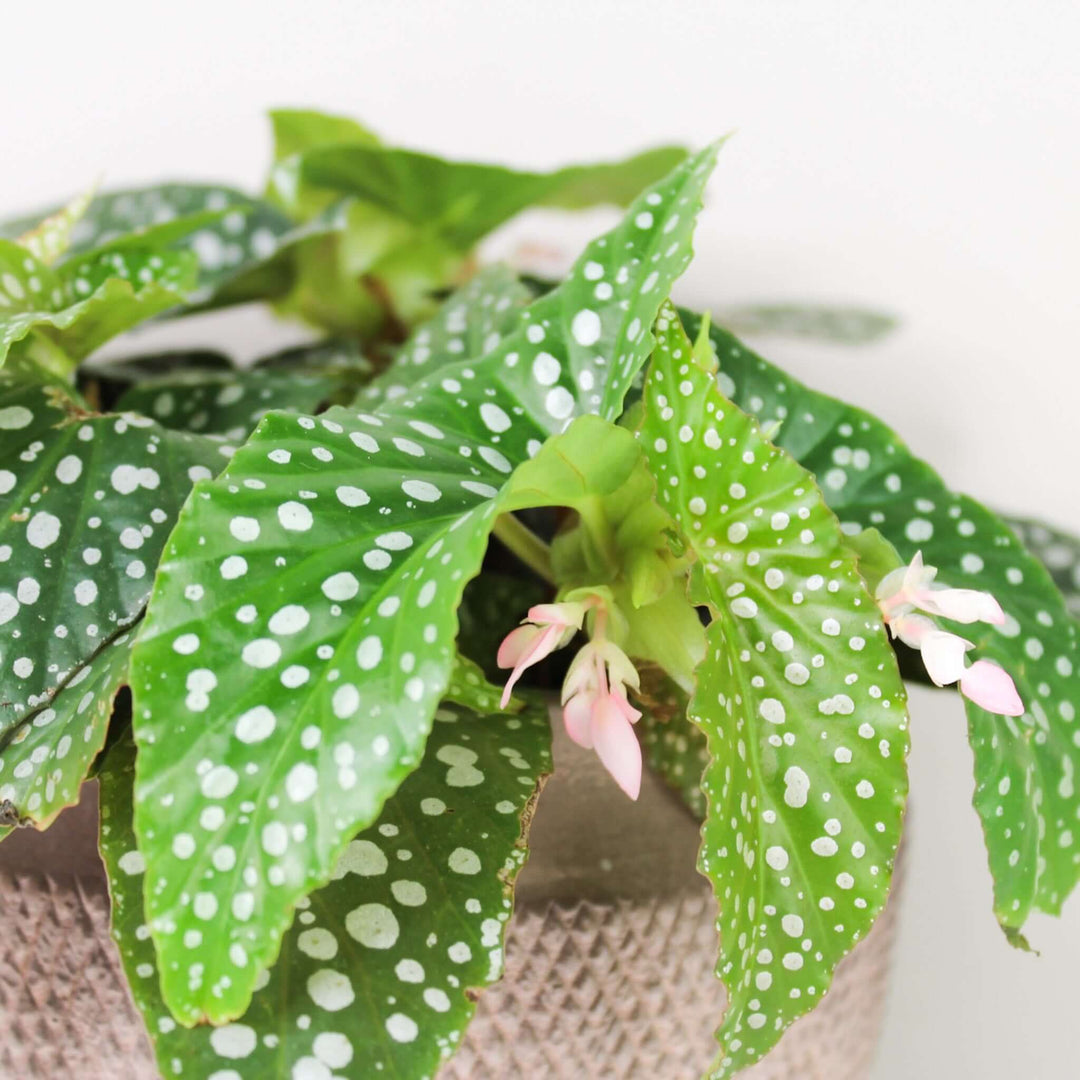 Begonia white ice (cane hotspot) Foliage Dreams