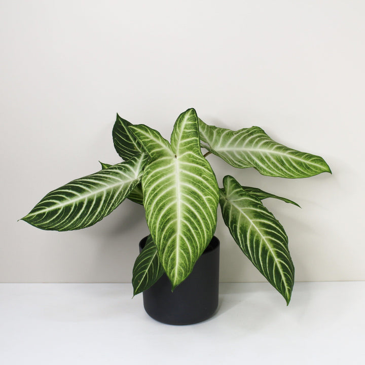 Caladium Lindenii 'Angel Wings' (Xanthosoma Lindenii) M Foliage Dreams
