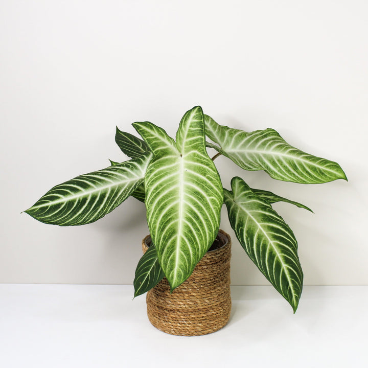 Caladium Lindenii 'Angel Wings' (Xanthosoma Lindenii) M Foliage Dreams