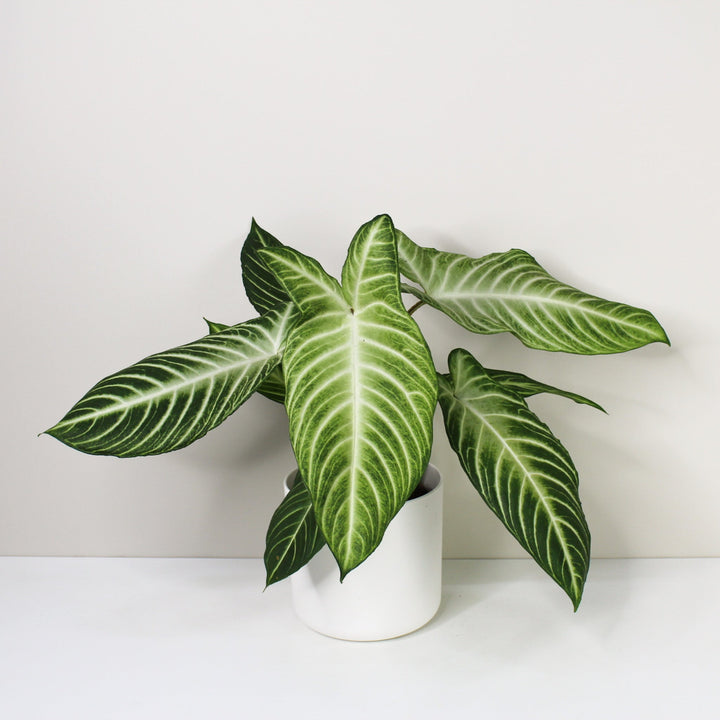Caladium Lindenii 'Angel Wings' (Xanthosoma Lindenii) M Foliage Dreams