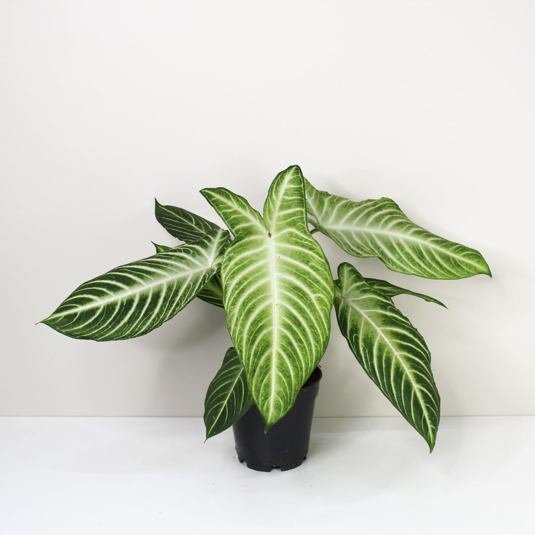Caladium Lindenii 'Angel Wings' (Xanthosoma Lindenii) M Foliage Dreams