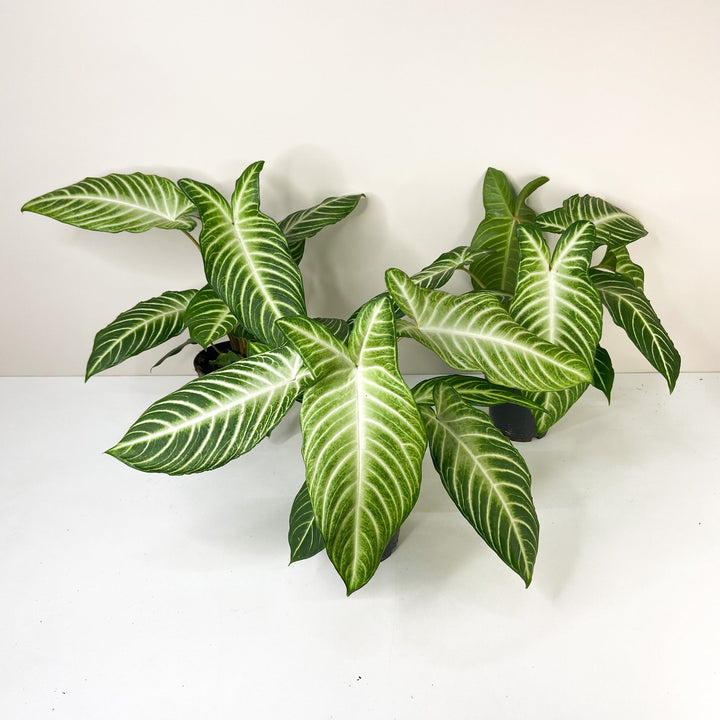 Caladium Lindenii 'Angel Wings' (Xanthosoma Lindenii) M Foliage Dreams