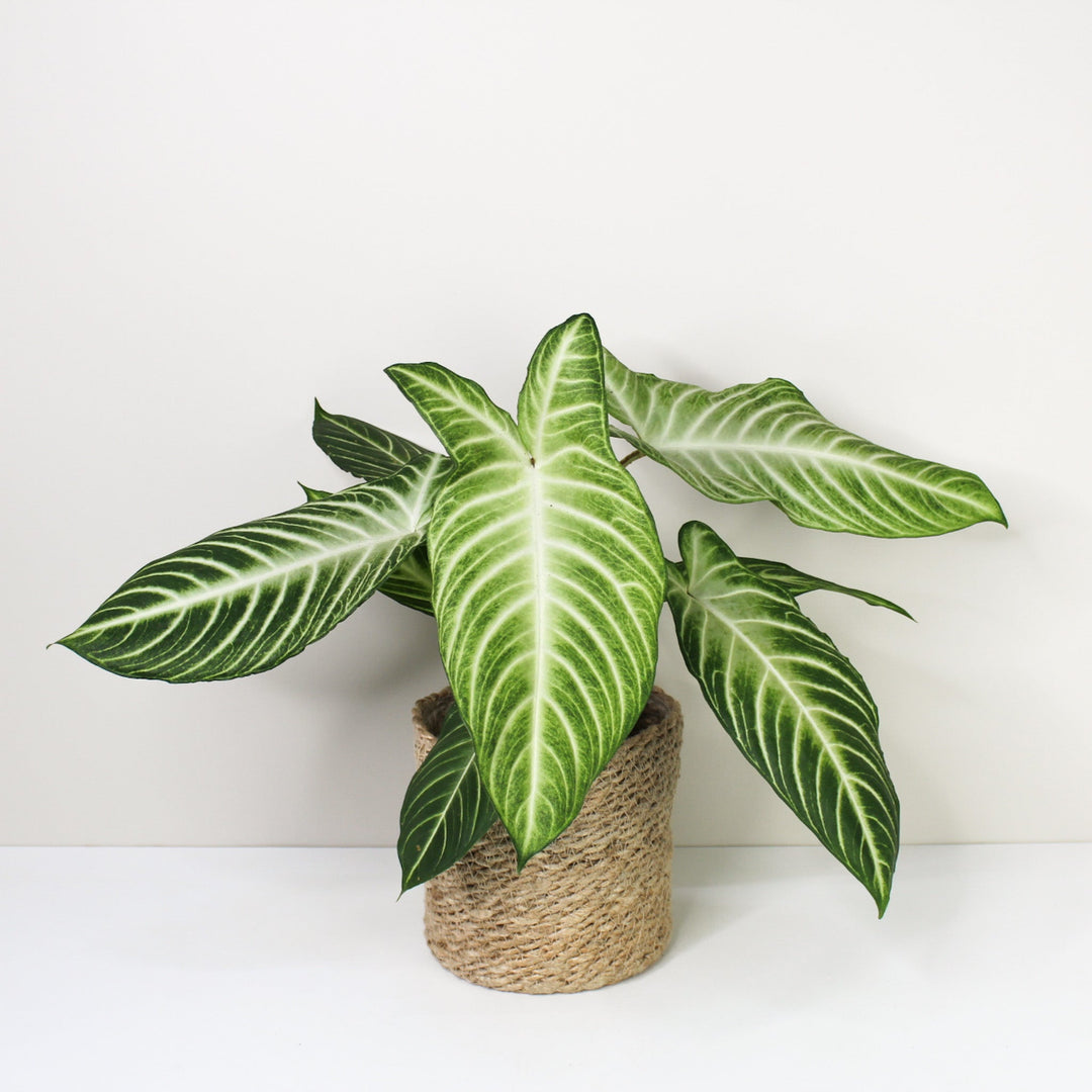 Caladium Lindenii 'Angel Wings' (Xanthosoma Lindenii) M Foliage Dreams