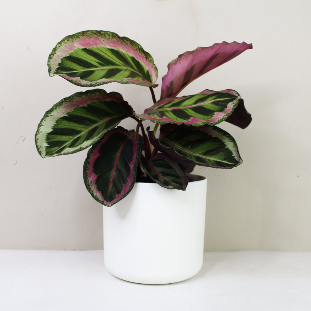 Calathea Angela Foliage Dreams