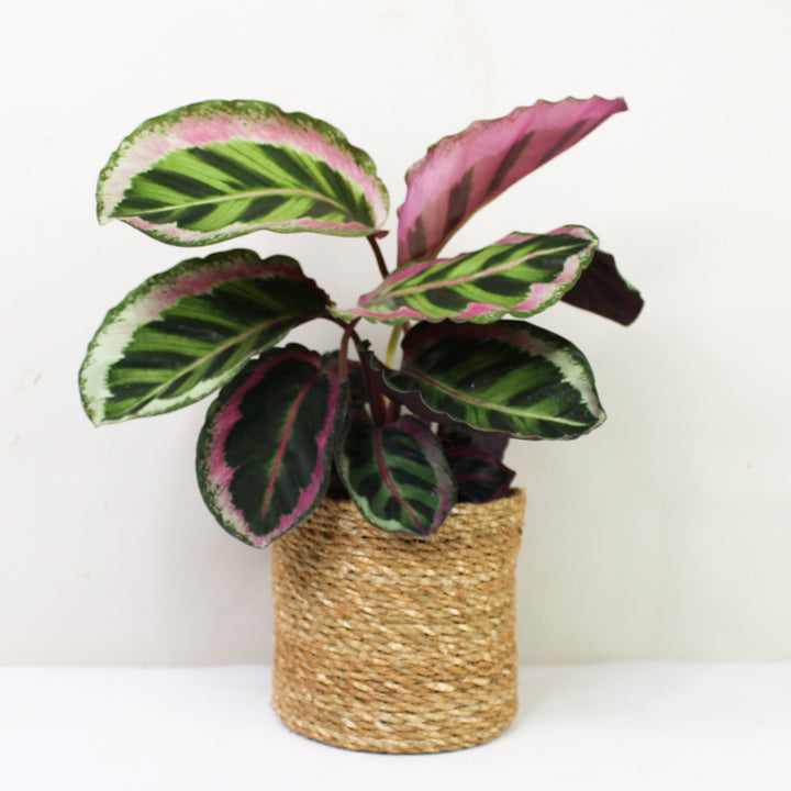 Calathea Angela M / Korb braun Foliage Dreams