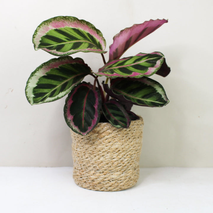 Calathea Angela M / Korb creme Foliage Dreams