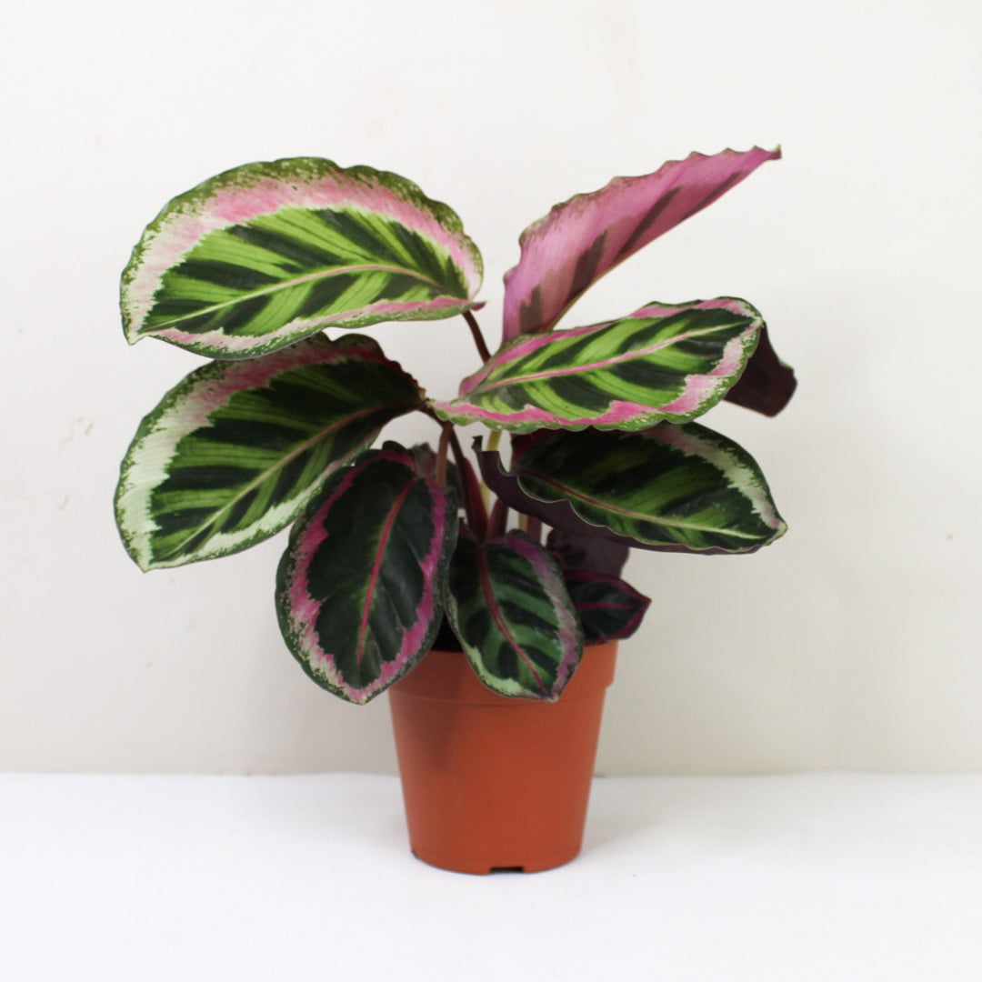 Calathea Angela M / ohne Übertopf Foliage Dreams