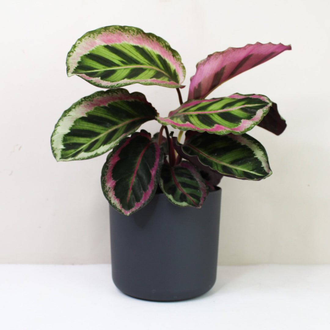 Calathea Angela M / Topf anthrazit Foliage Dreams