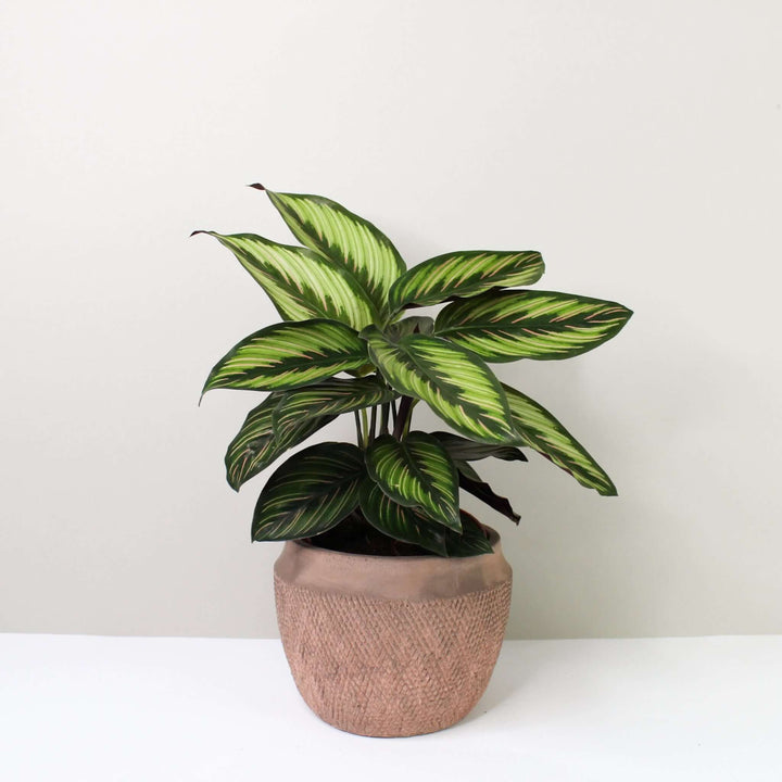 Calathea Beauty Star (Korbmarante) Foliage Dreams