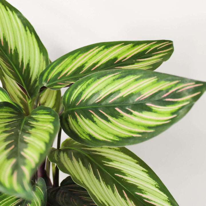 Calathea Beauty Star (Korbmarante) Foliage Dreams