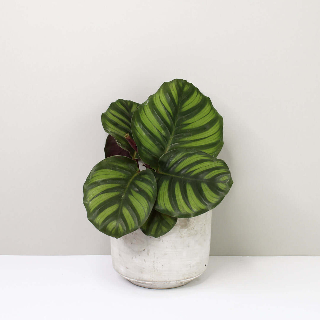 Calathea Fasciata Foliage Dreams