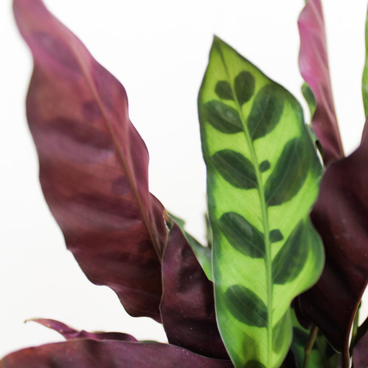 Calathea Lancifolia (Korbmarante) Foliage Dreams