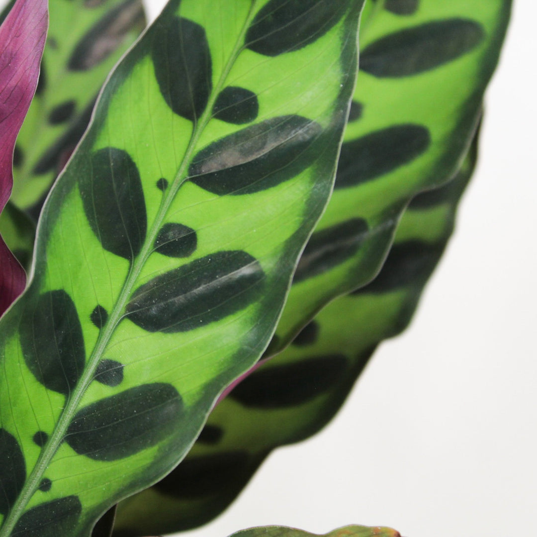 Calathea Lancifolia (Korbmarante) Foliage Dreams