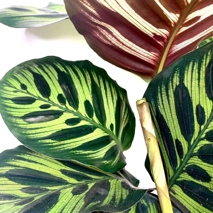 Calathea makoyana (Korbmarante) Foliage Dreams