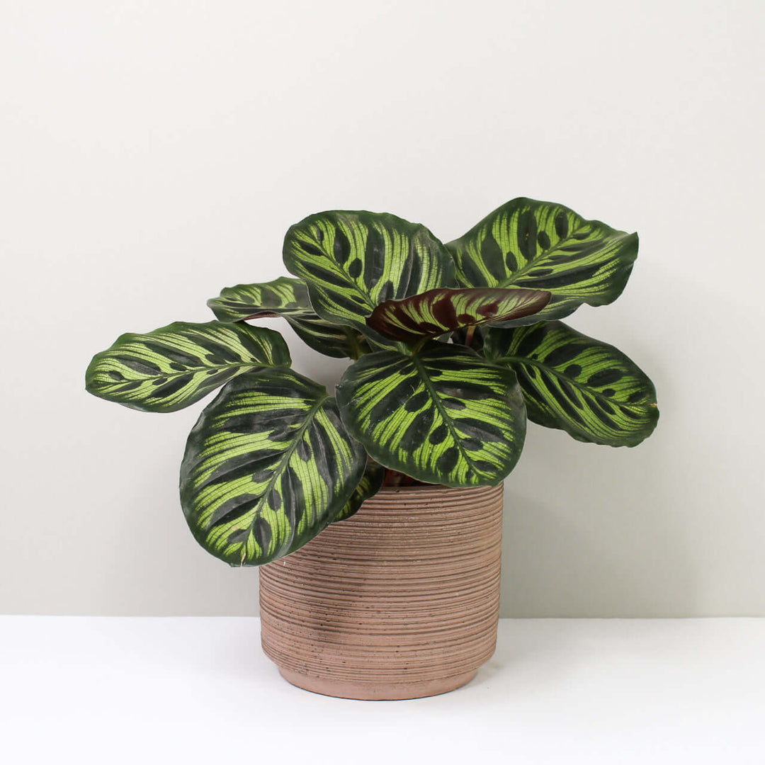 Calathea makoyana (Korbmarante) Foliage Dreams