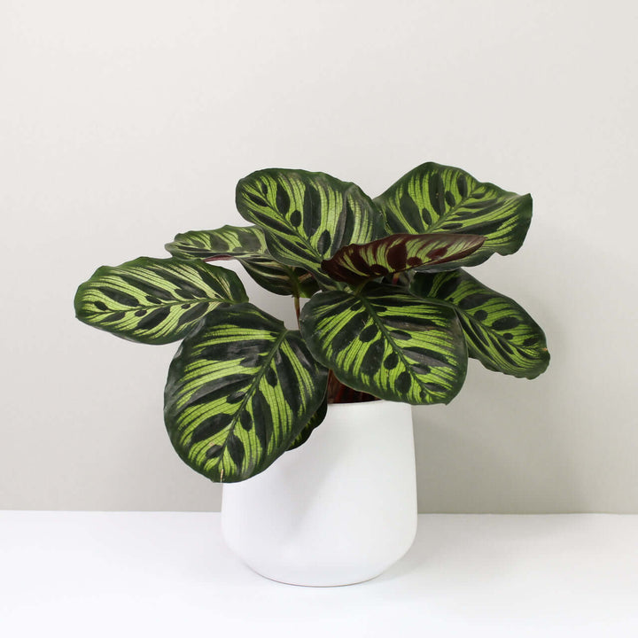 Calathea makoyana (Korbmarante) Foliage Dreams