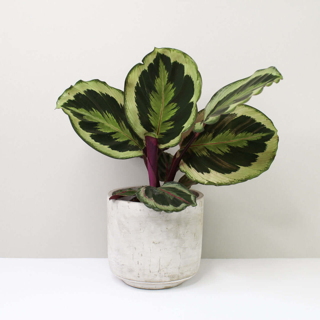 Calathea Marion Foliage Dreams