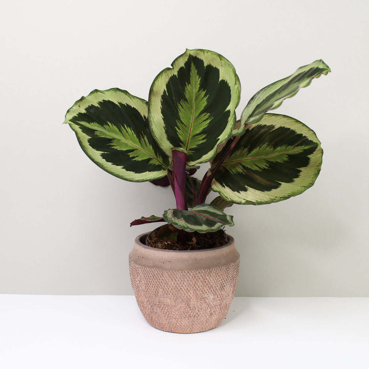Calathea Marion Foliage Dreams