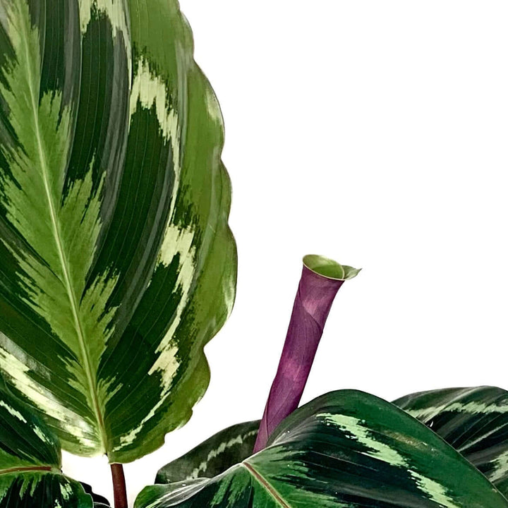 Calathea Medallion (Korbmarante) Foliage Dreams
