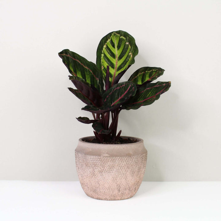 Calathea Roseoptica Illustris Foliage Dreams